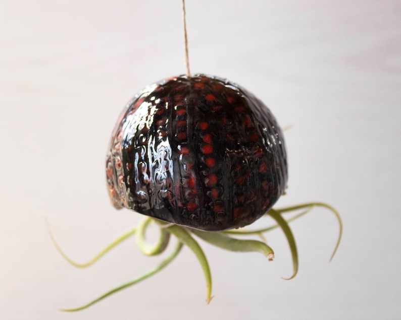 Jardinière suspendue méduse en céramique 7x32 cm pour tillandsia