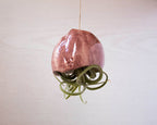 Jardinière suspendue méduse en céramique 7x32 cm pour tillandsia