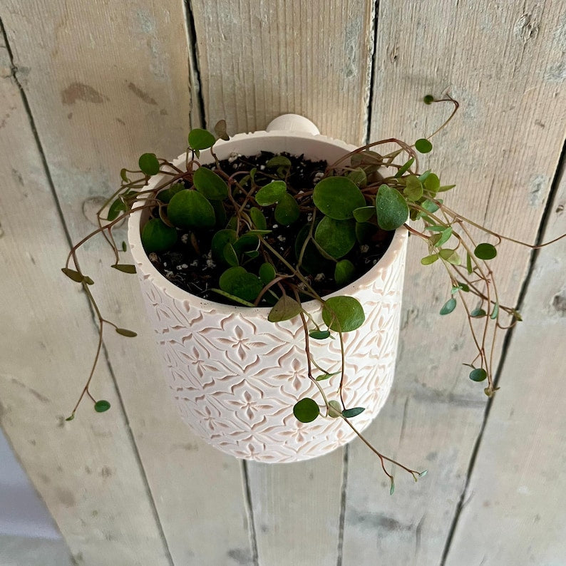 Cache-pot mural minimaliste 11 cm pour plantes grasses - Support de décoration intérieure en PLA