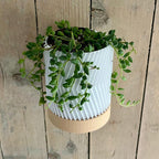 Jardinière murale moderne imprimée en 3D avec soucoupe, 120x90mm, PLA, pour plantes succulentes